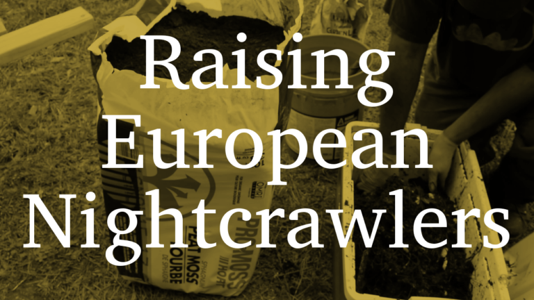 Raising European Nightcrawlers