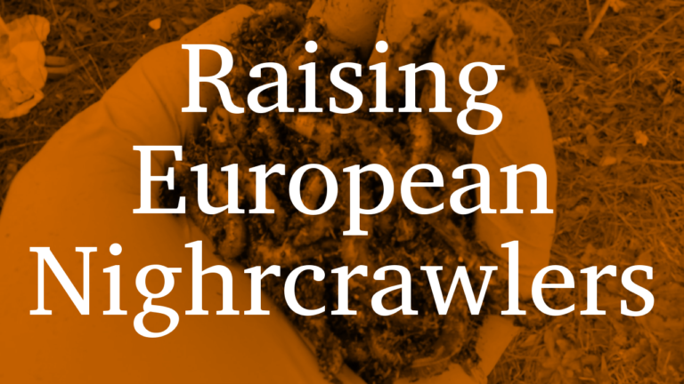 They’re Here! | Raising European Nightcrawlers